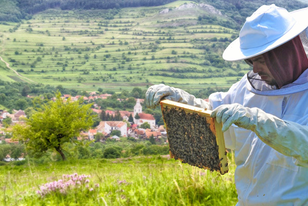 Beekeeper in Transylvania, Romania